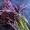 やさいバス/赤からし菜【NaturalHerbFarm暦ノ物語】