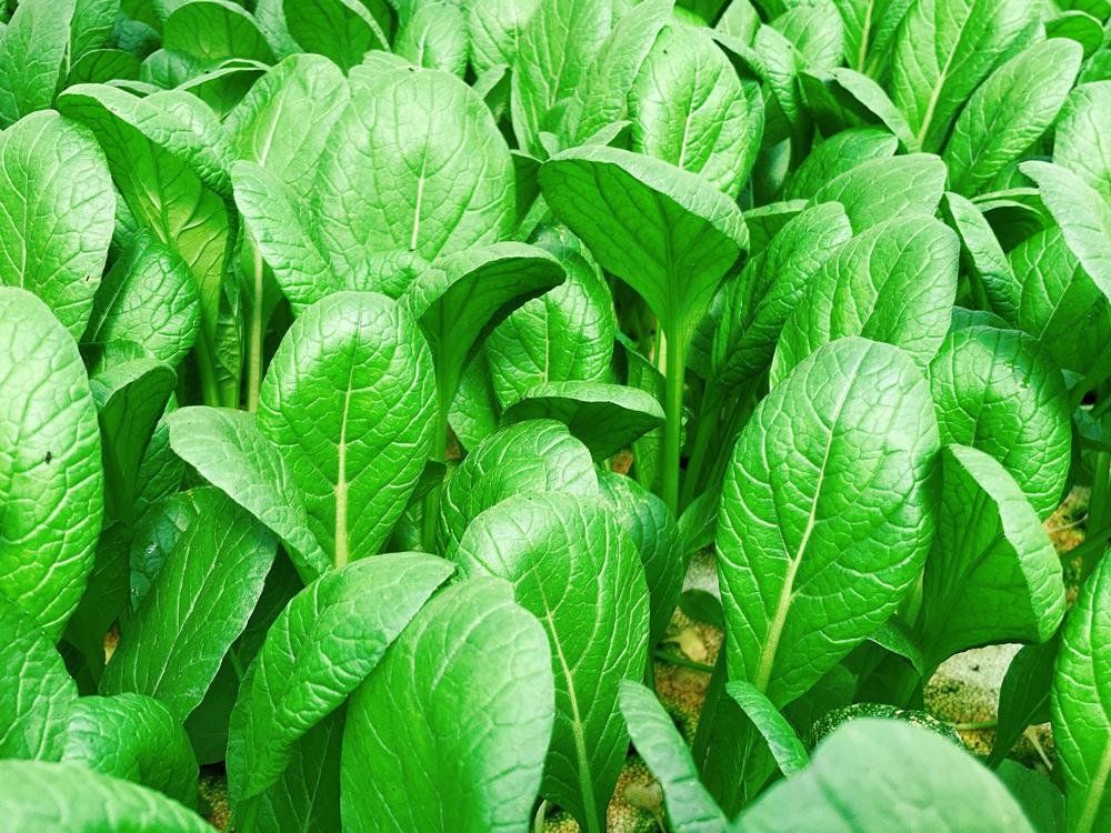 菜 Amazon.co.jp: 【朝市場直行】茨城県ほか エンサイ 空心菜 空芯