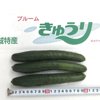 大人気アイテム やさいバス/こだわりブルームきゅうり 10Kg以上120本 野菜
