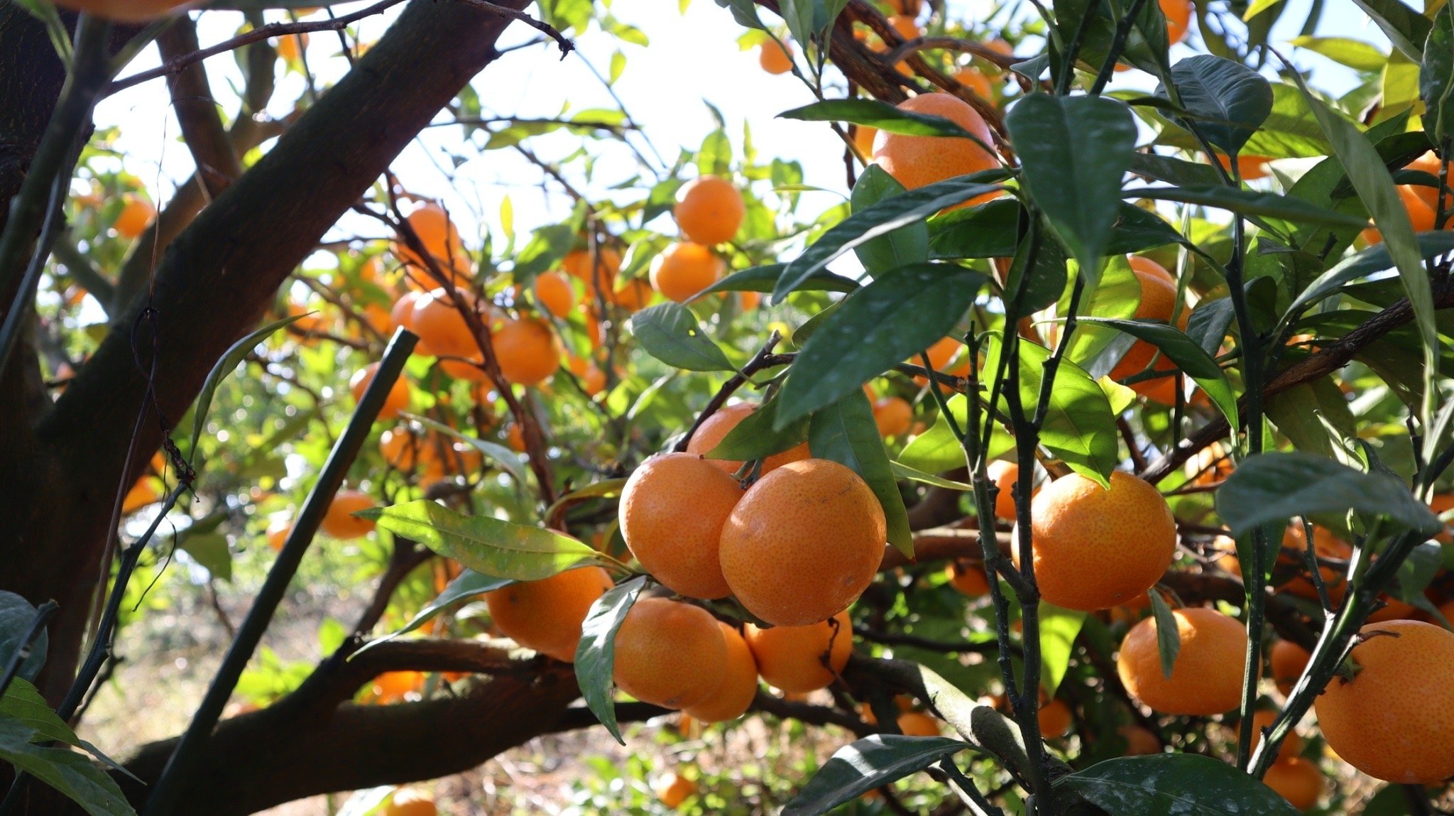 やさいバス/中原さんちの蜜柑 10kg箱