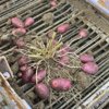 やさいバス/じゃがいも デストロイヤー 1kg