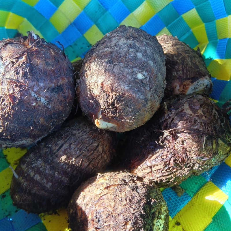 やさいバス/栽培期間中化成肥料農薬不使用の里芋 大和早生