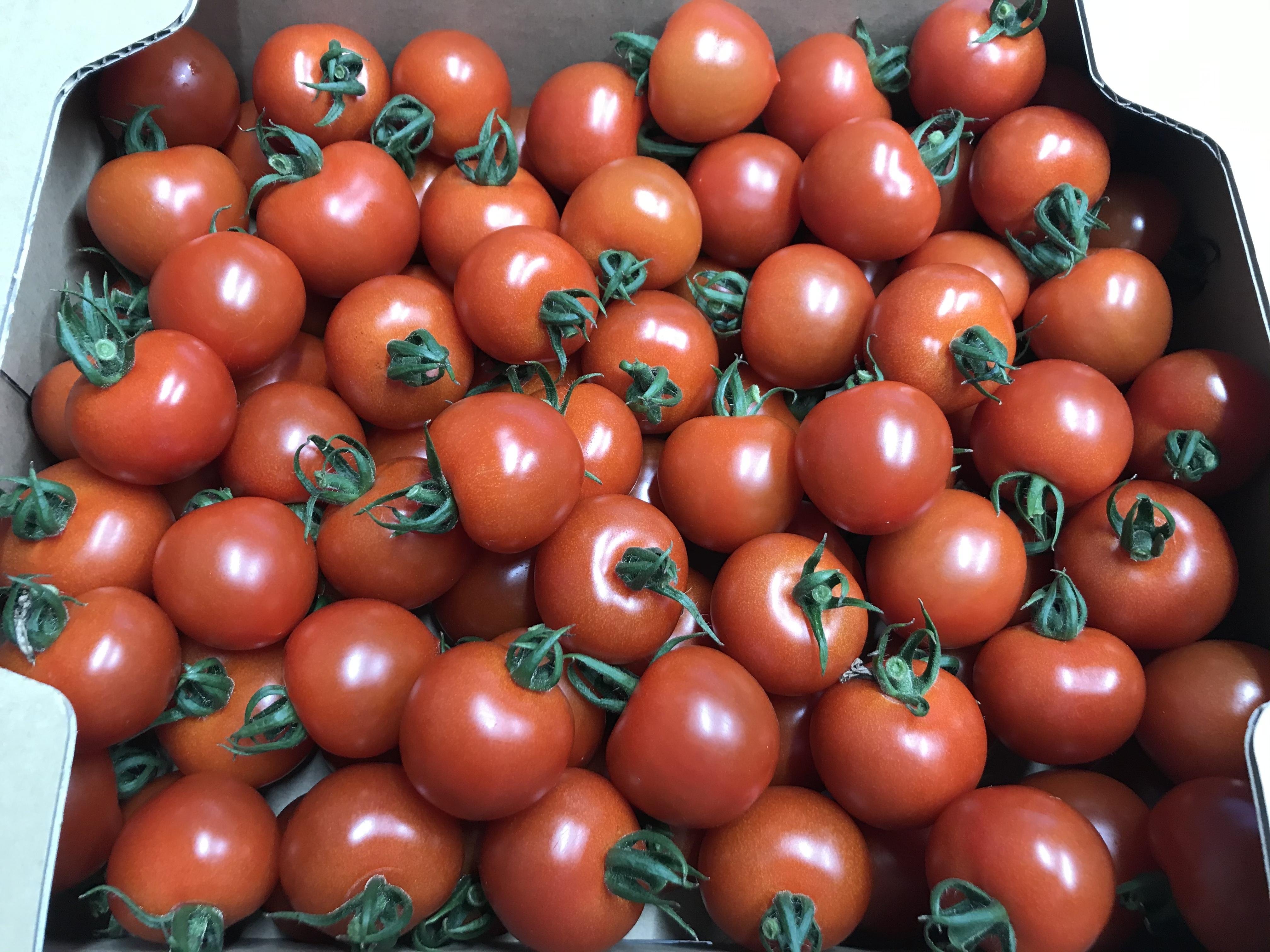 やさいバス/川上農園人気No.1ミニトマト「アルル」