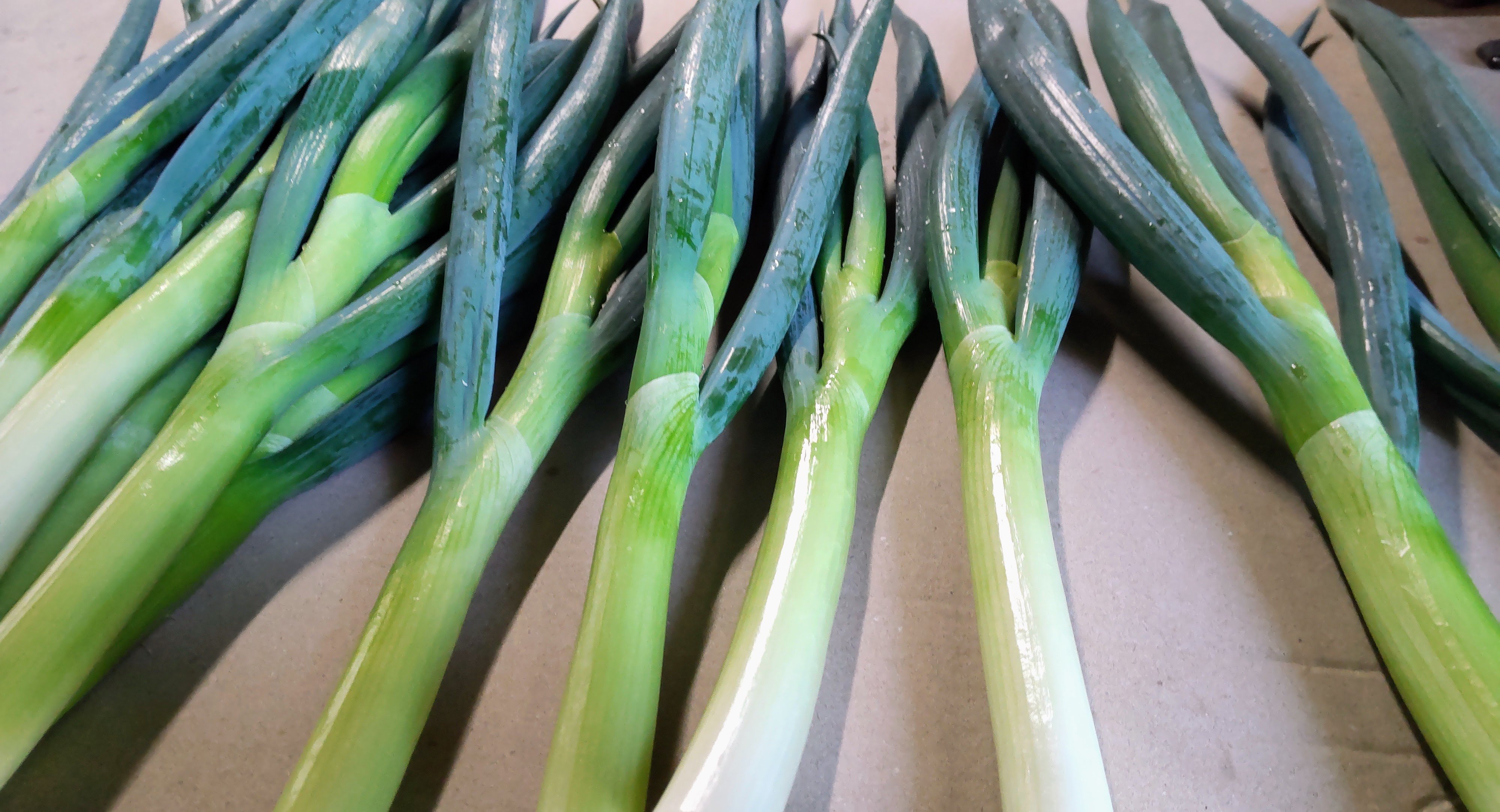 やさいバス/富士の雅ネギ(太ネギ)