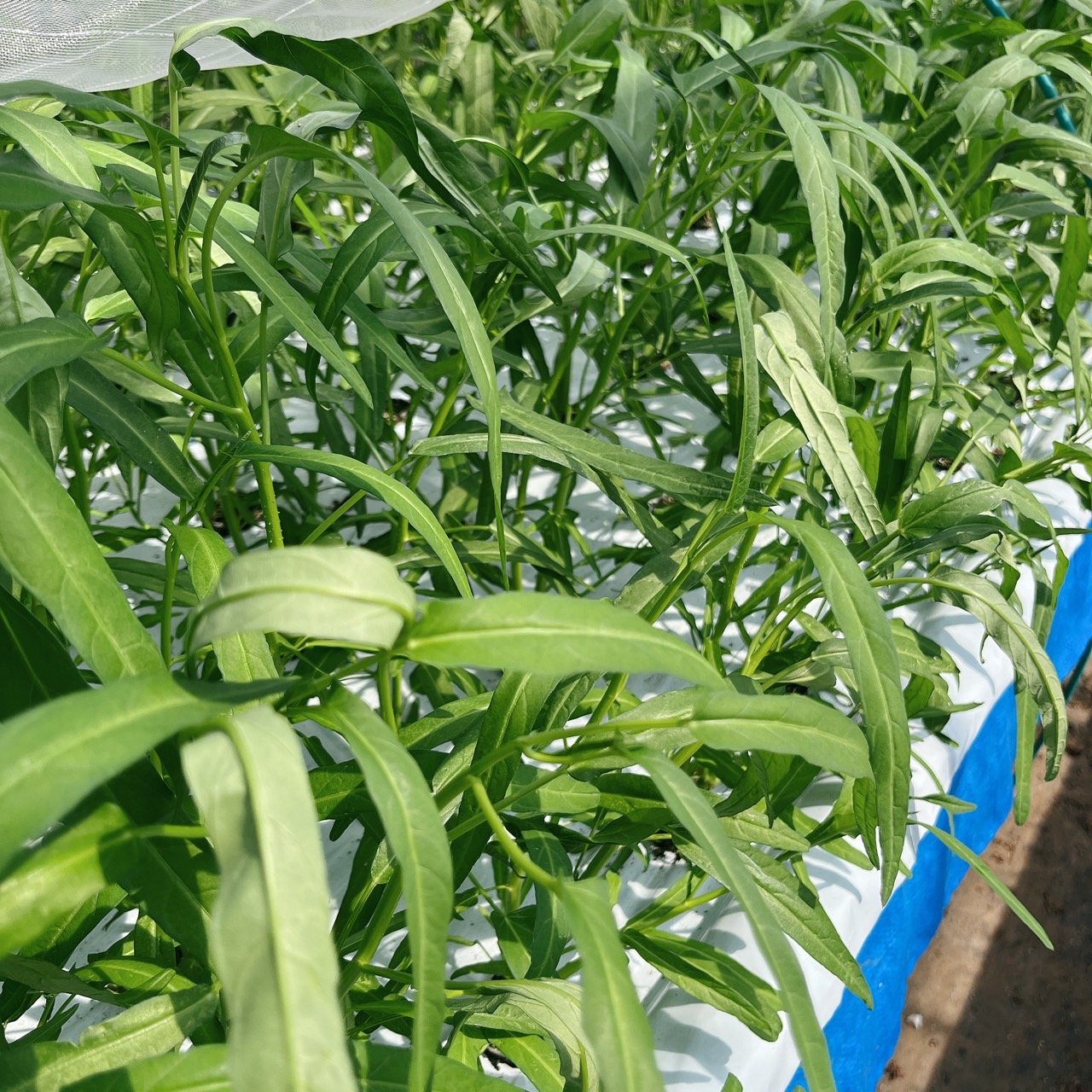 【水耕栽培】夏限定！シャキシャキ空心菜（エンサイ）2kg (250g*8) 水耕栽培】夏限定！シャキシャキ空心菜（エンサイ）2kg (250g*8)：茨城