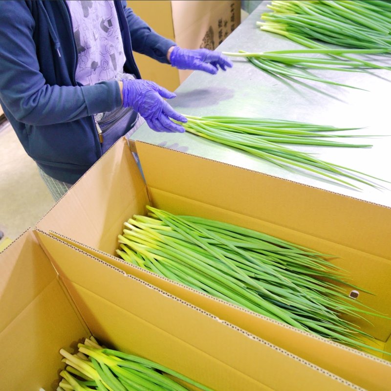 やさいバス/青ネギ