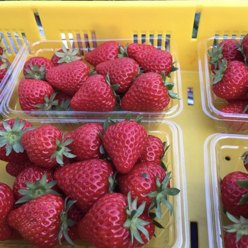 やさいバス/【大人気！】津久井浜 ひろあき農園さんの激ウマいちご