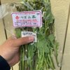 やさいバス/【湘南薬膳野菜】〜小巻さんの 赤菜（赤つぼみ菜）〜【無