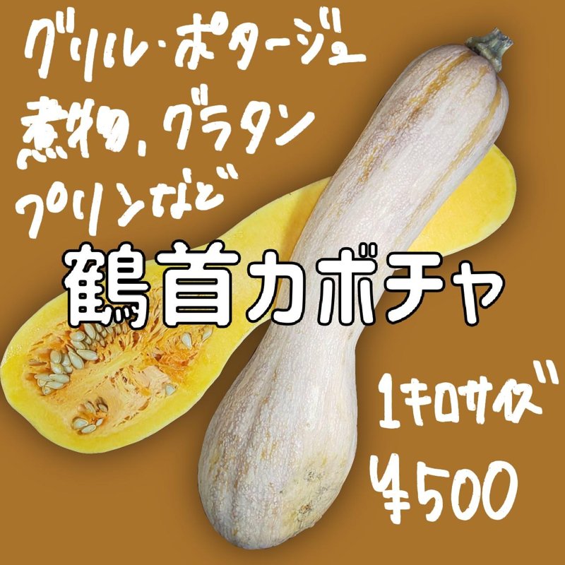 やさいバス/鶴首カボチャ 1キロサイズ