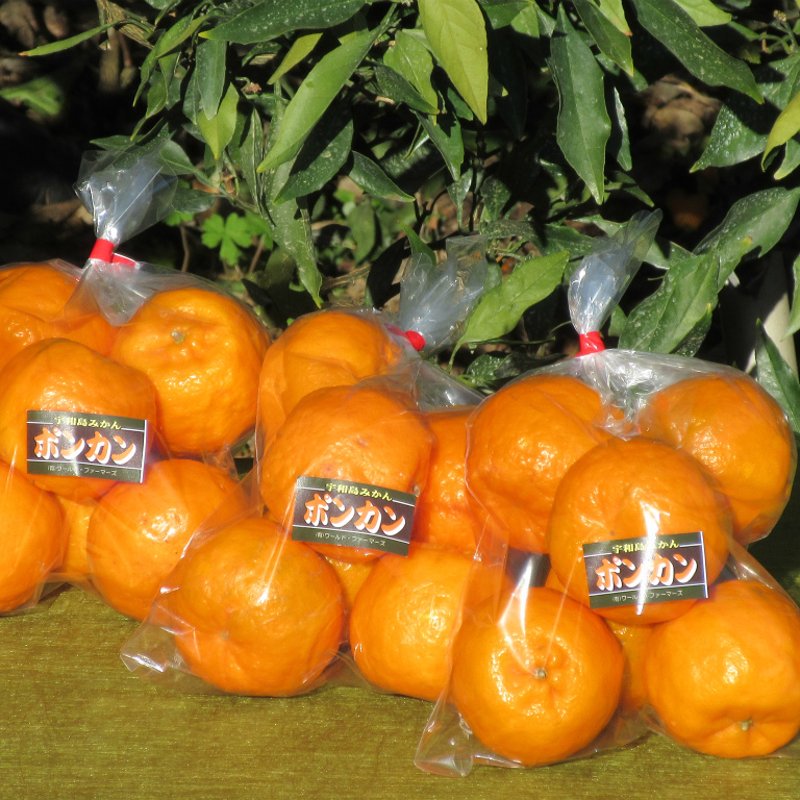 12日迄★１枚限定販売❤みかん❤超高級Wボア⭐️シングルロングお布団ボアケット❤ 専用⭐みかん❤トロっふわ〜暖か❤特大ブランケット❤刺繍お星さま