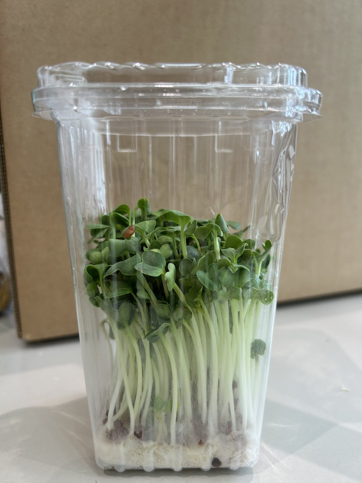 やさいバス/カイワレ大根