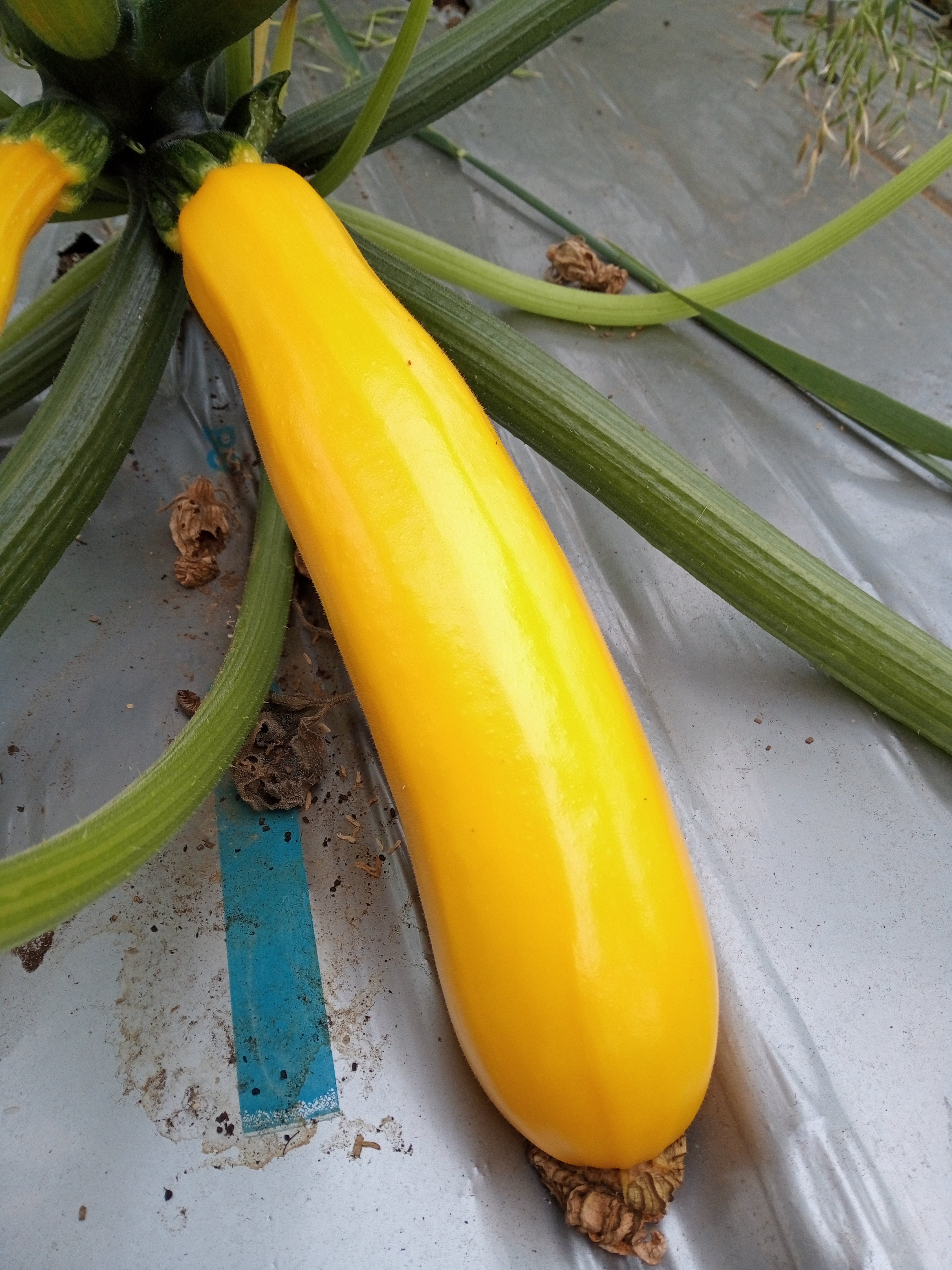 image?filename=797e7d2a-c22d-