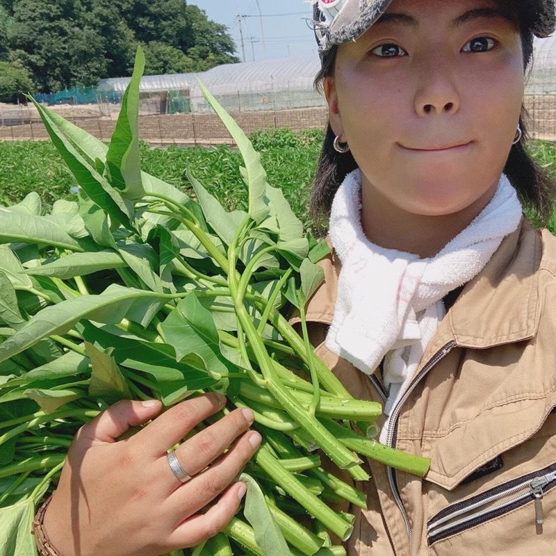 やさいバス/空芯菜 1ケース＝150g✕20袋（農薬不使用）