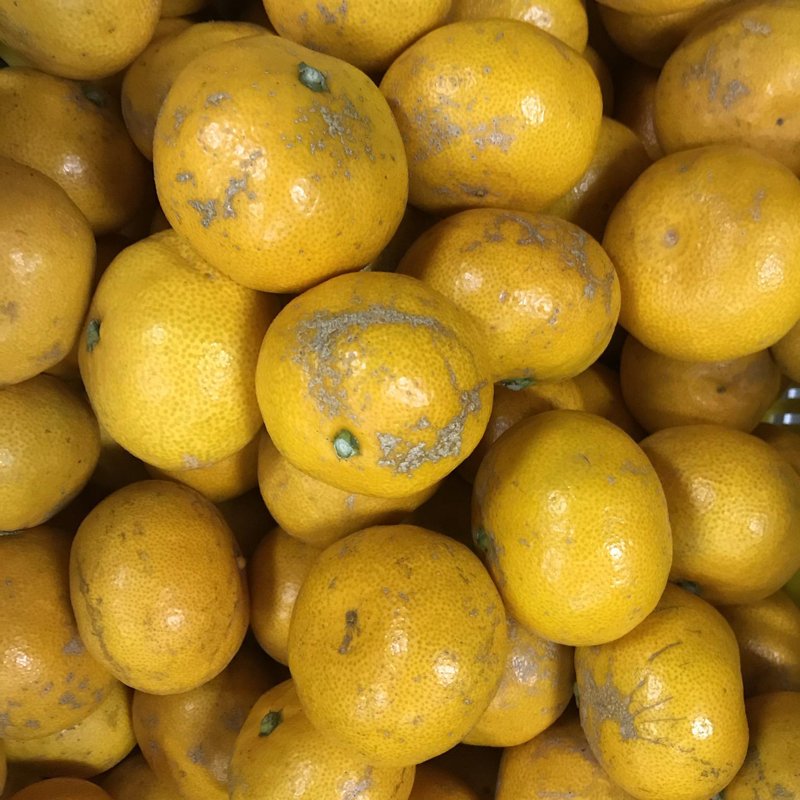 やさいバス/金賀みかん 大玉中心B品