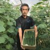 ファームさん きゅうり B級品 20キロ 野菜