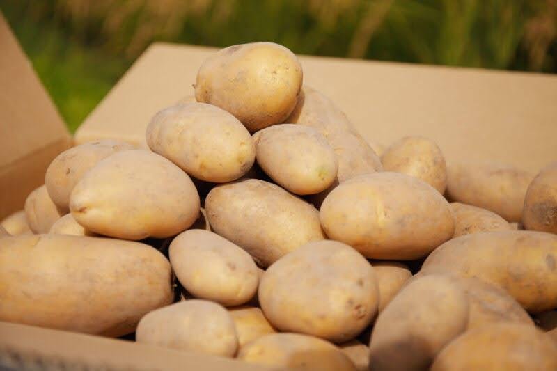 やさいバス/北海道江別産 じゃがいも ピルカ 500g/袋入り