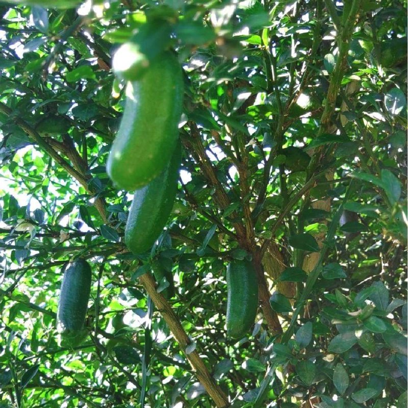 やさいバス/フィンガーライム-グリーン3~4個(約50g)