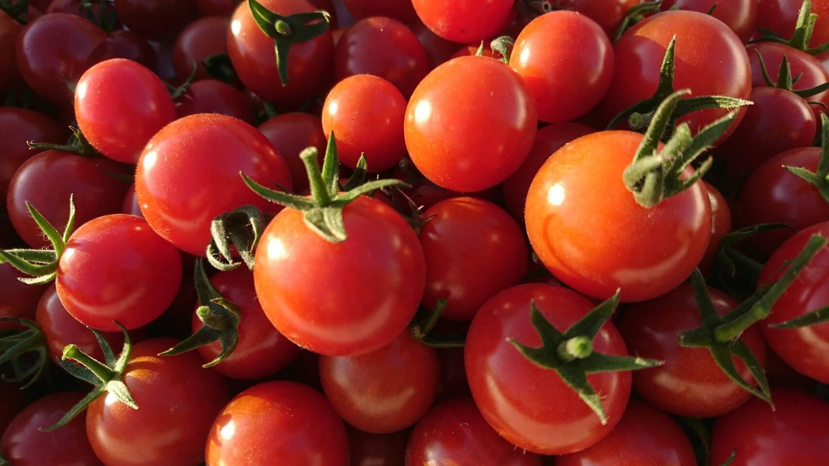 やさいバス/有機ミニトマト「CF千果」500g×1パック