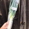 やさいバス/【湘南薬膳野菜】〜小巻さんの 元祖 湘南ねぎ（長ネギ