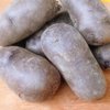 専用　旬野菜　新じゃがカラフルセット 1箱お試し] 旬のお野菜セット｜yaoyam | yaoyam｜豊能町の野菜畑