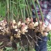 やさいバス/有機ひね生姜/神奈川県愛川町/無農薬・無化学肥料