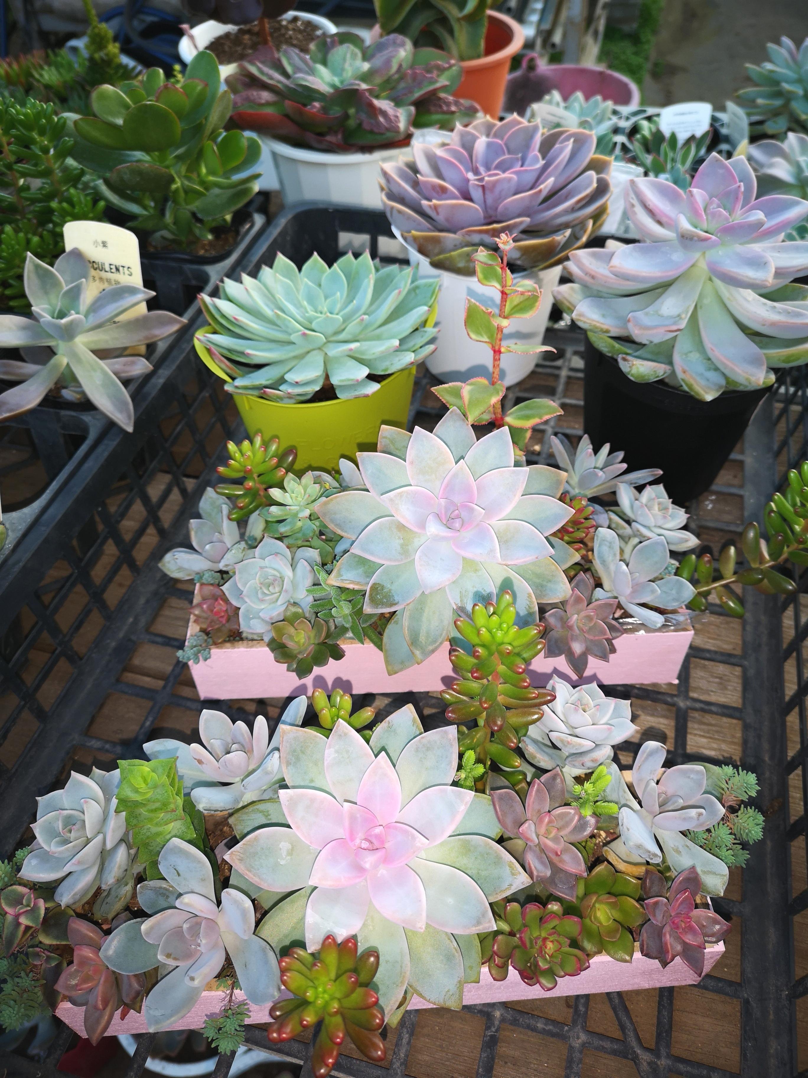 やさいバス/多肉植物詰め合わせ40種セット