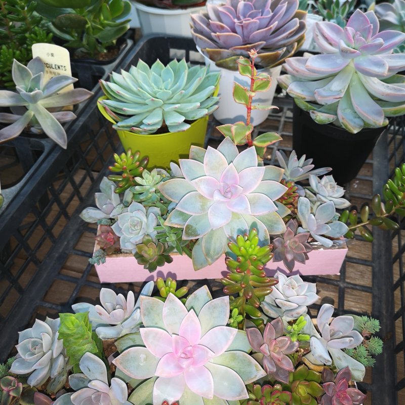 カラフルな花付き多肉植物10個セット やさいバス/多肉植物詰め合わせ40種セット