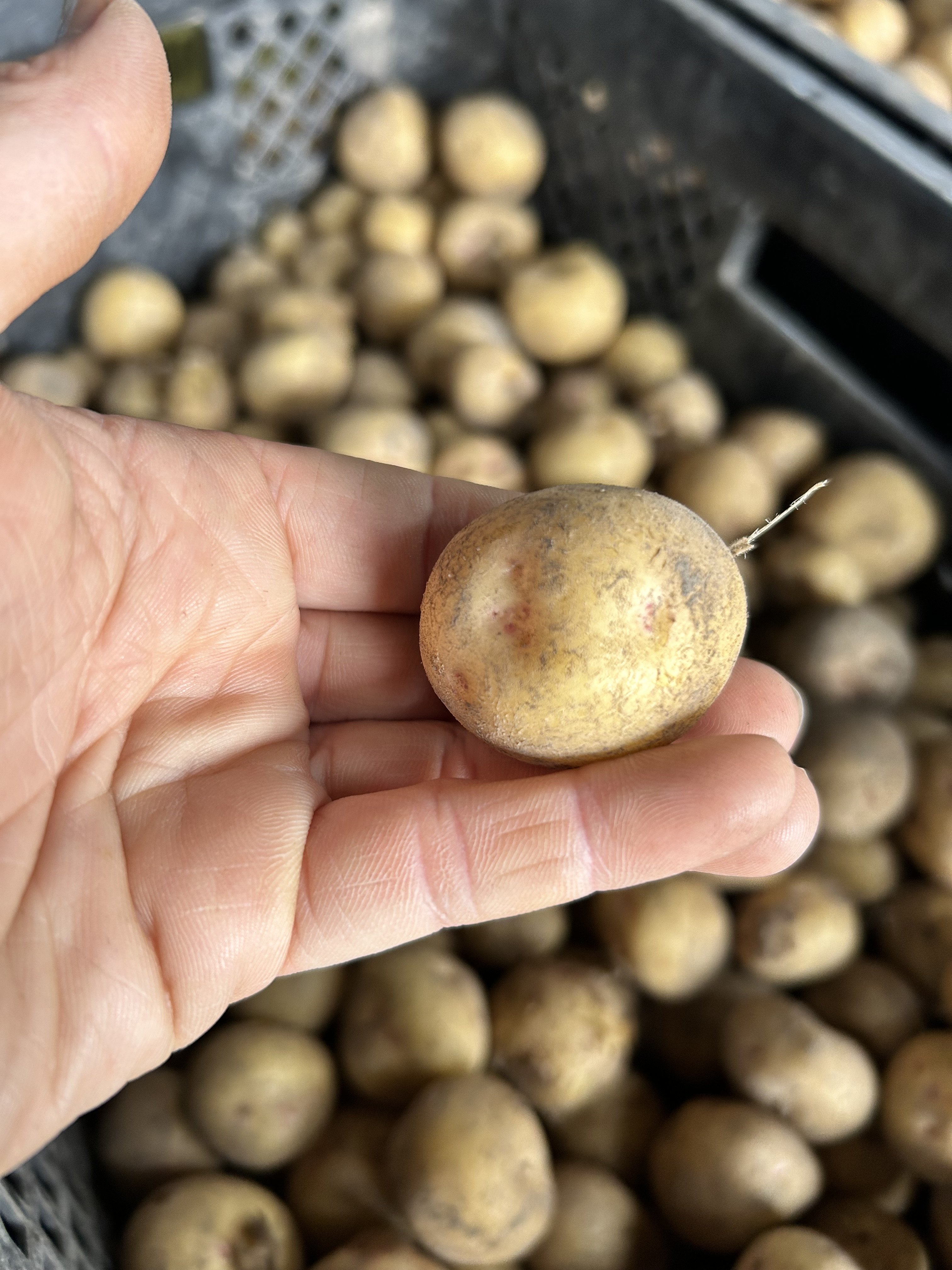 新鮮‼️徳島産新じゃがいもキタアカリSサイズ20キロ 新鮮‼️徳島産新じゃがいもキタアカリSサイズ20キロ