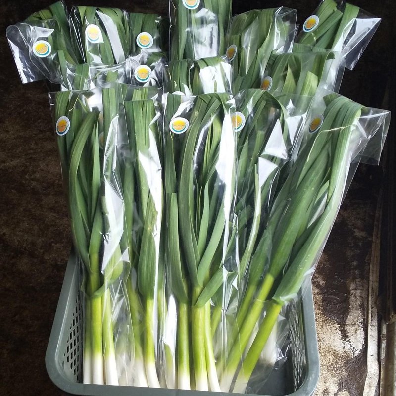 やさいバス/千葉市産 葉ニンニク