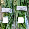 農薬不使用　空芯菜　4キロ　パクチー2kg やさいバス/空芯菜