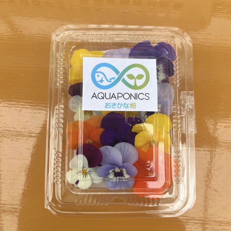 やさいバス/エディブルフラワー ビオラセット アクアポニックス産