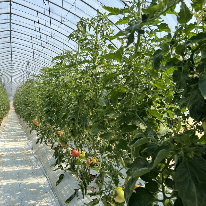 やさいバス/ミニトマト／小鈴キング