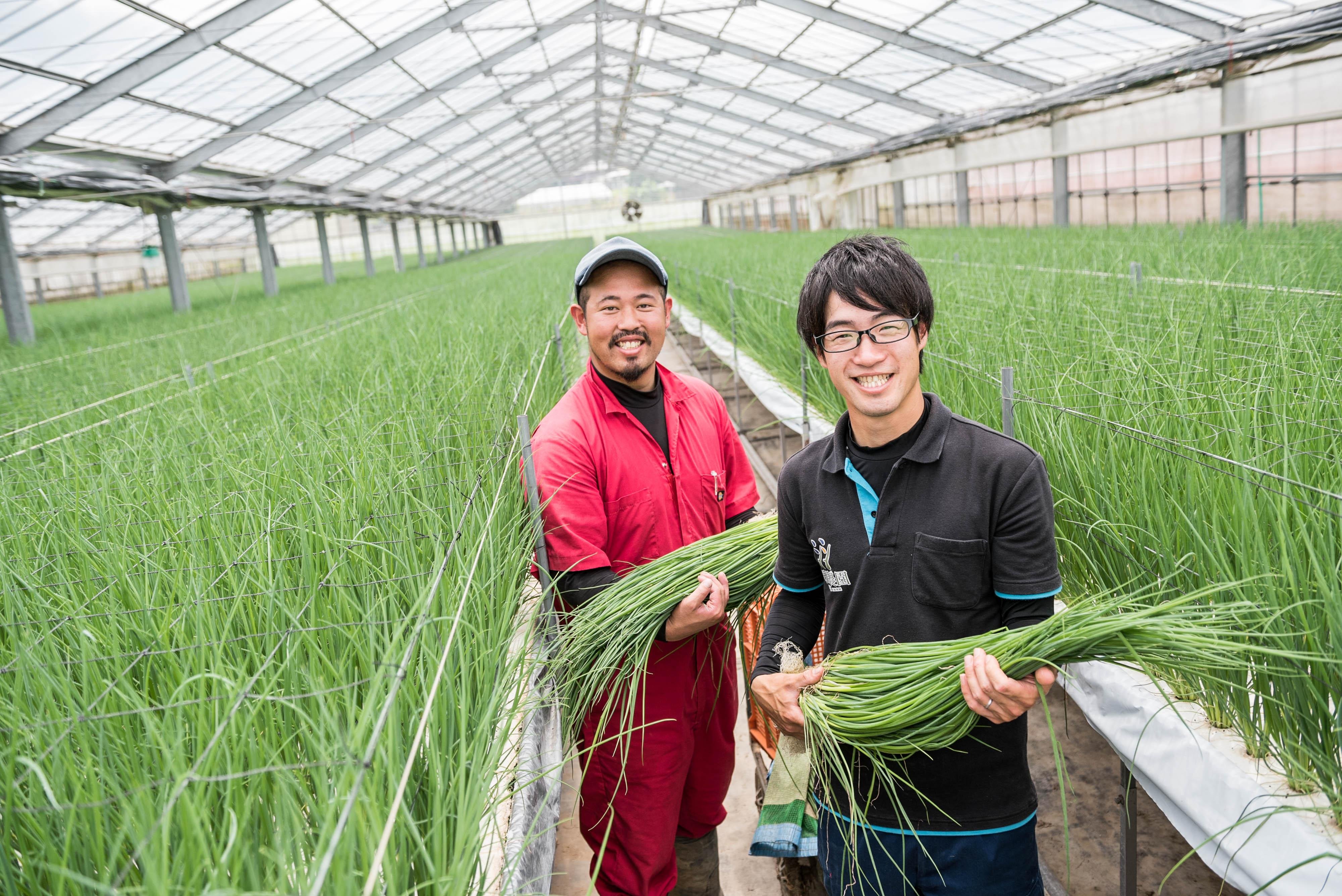 やさいバス/ねぎでええやん（こねぎ）（加工用バラ1㎏）