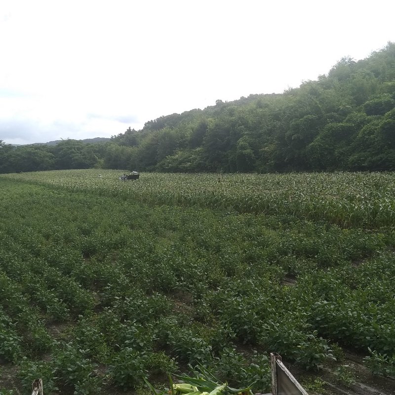 農家直送【新豆】令和6年産 北海道壮瞥町産大豆20㎏
