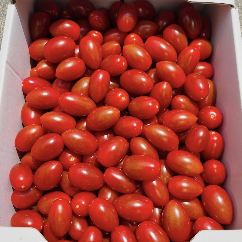 トマト プロフ見て下さいね☆  Farmers and home gardens] Tips for harvesting cherry and