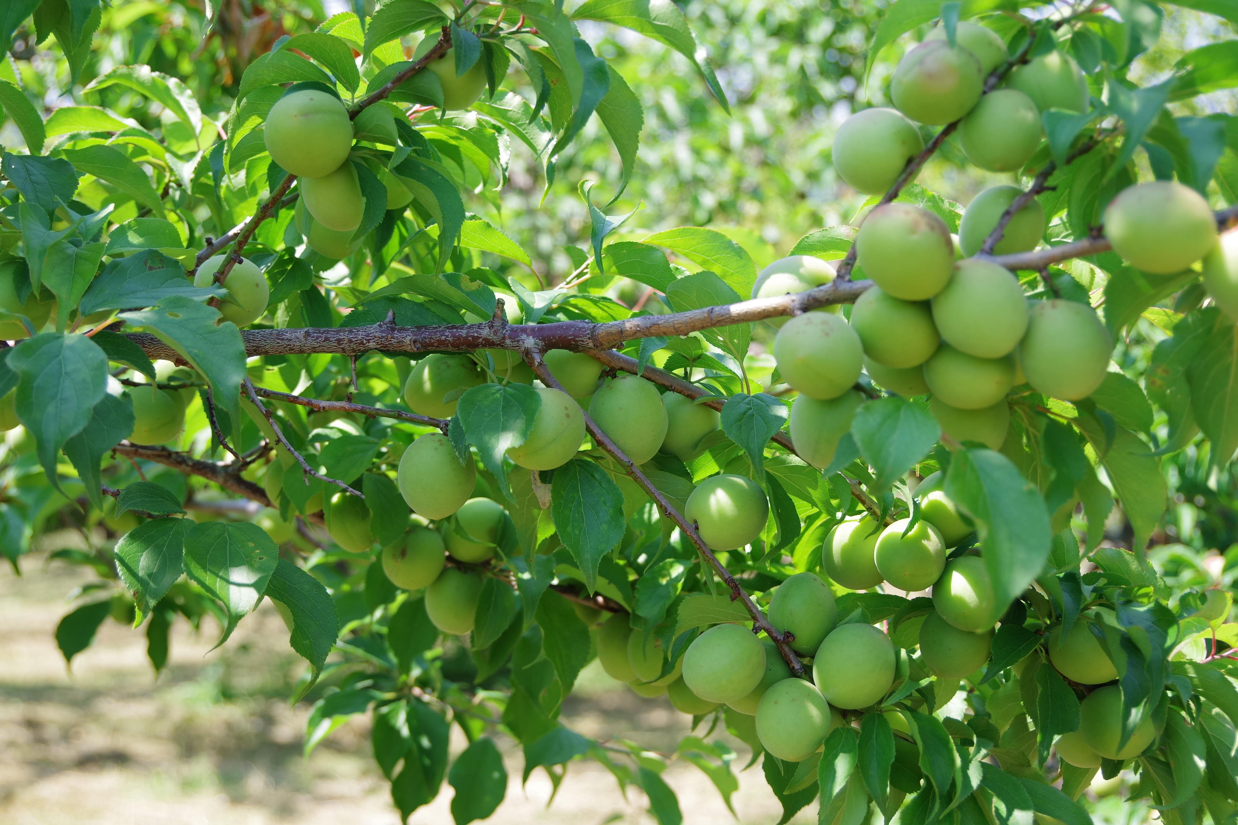 大梅８キロ、広島県産、産地直送、サイズ混合 やさいバス/満汐梅林の白梅干し4個セット