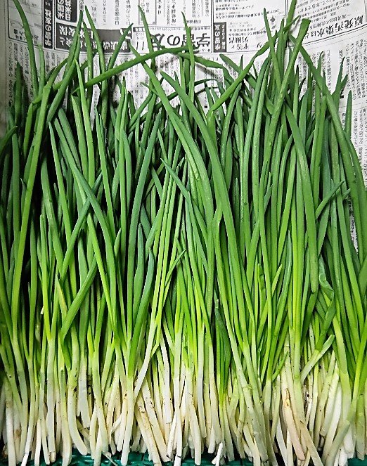 千本ねぎ◯ネギ◯希少◯野菜苗◯ねぎ苗◎ネギ苗◎