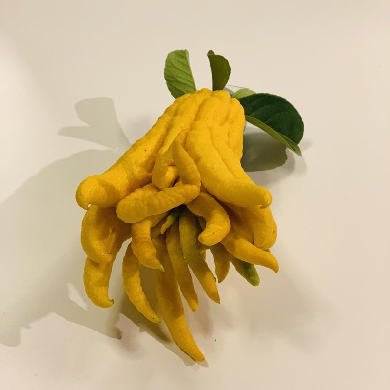 生花/即納】仏手柑(大サイズ・玉のみ)※届日限定:12/21-25 - 花材
