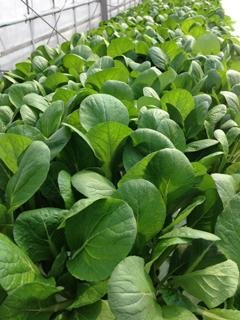 やさいバス/静岡県磐田市産 くせがなくやわらかな水耕小松菜 KG売