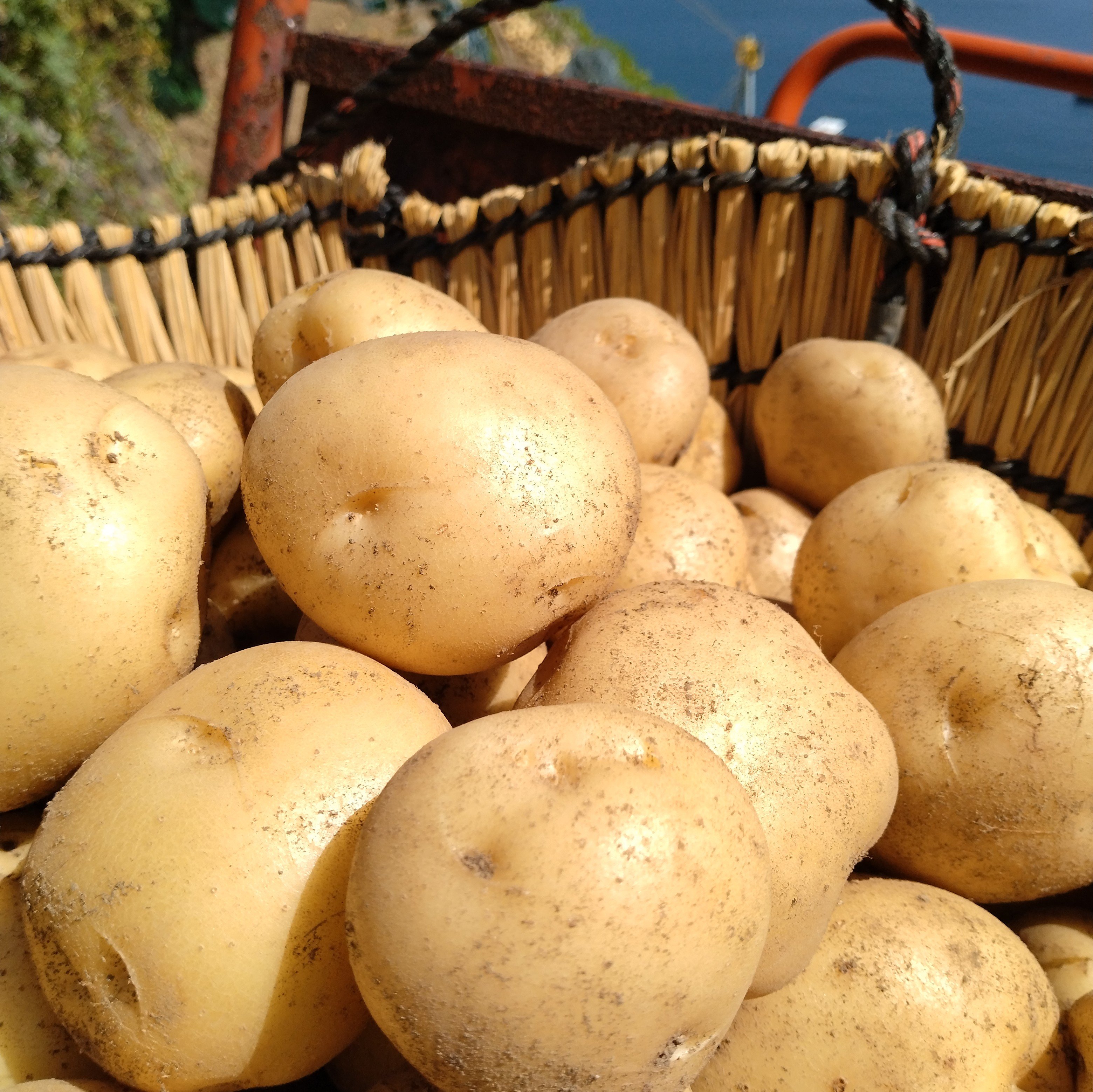 じゃがいも やさいバス/遊子水荷浦の段畑 早掘り馬鈴薯（新じゃがいも）300g