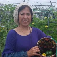 やさいバス/栽培期間中化成肥料農薬不使用の里芋 大和早生