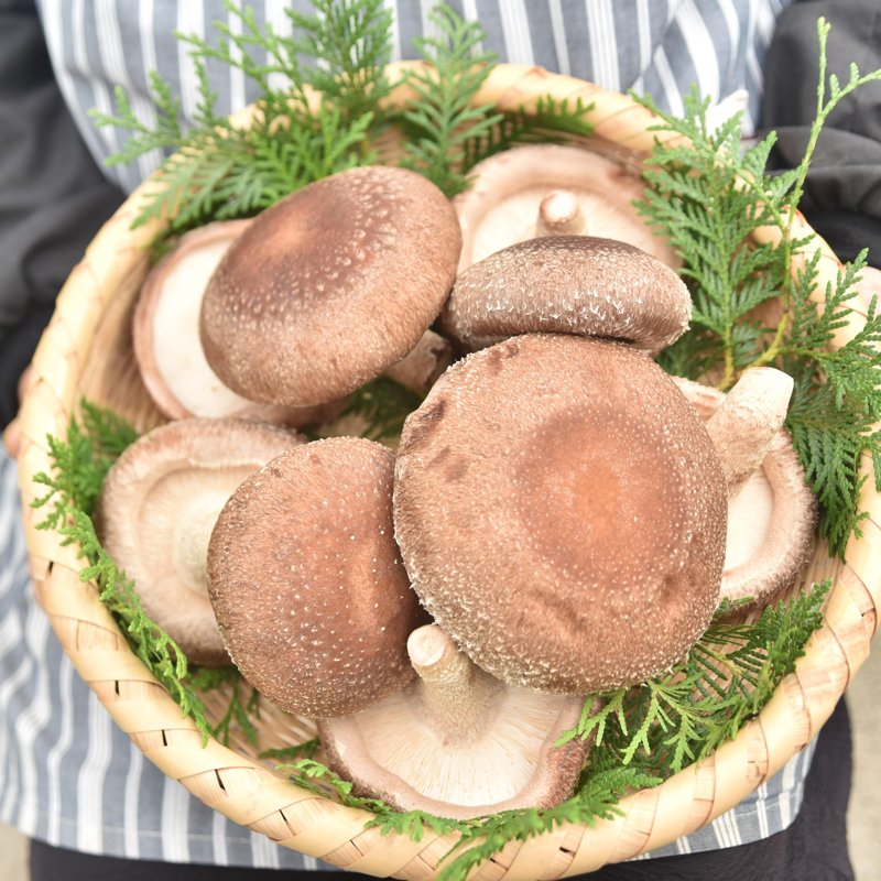 やさいバス/【手のひらサイズの肉厚椎茸】福王しいたけ（特大サイズ/1.5kg)