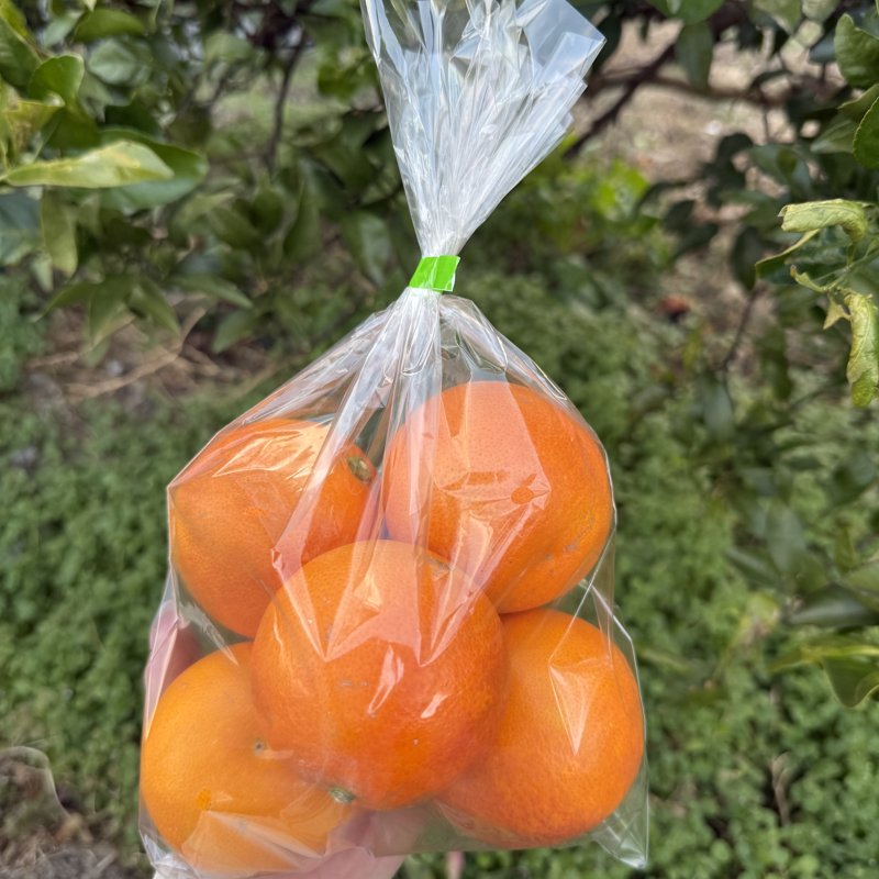 やさいバス/ブラッドオレンジ(タロッコ)