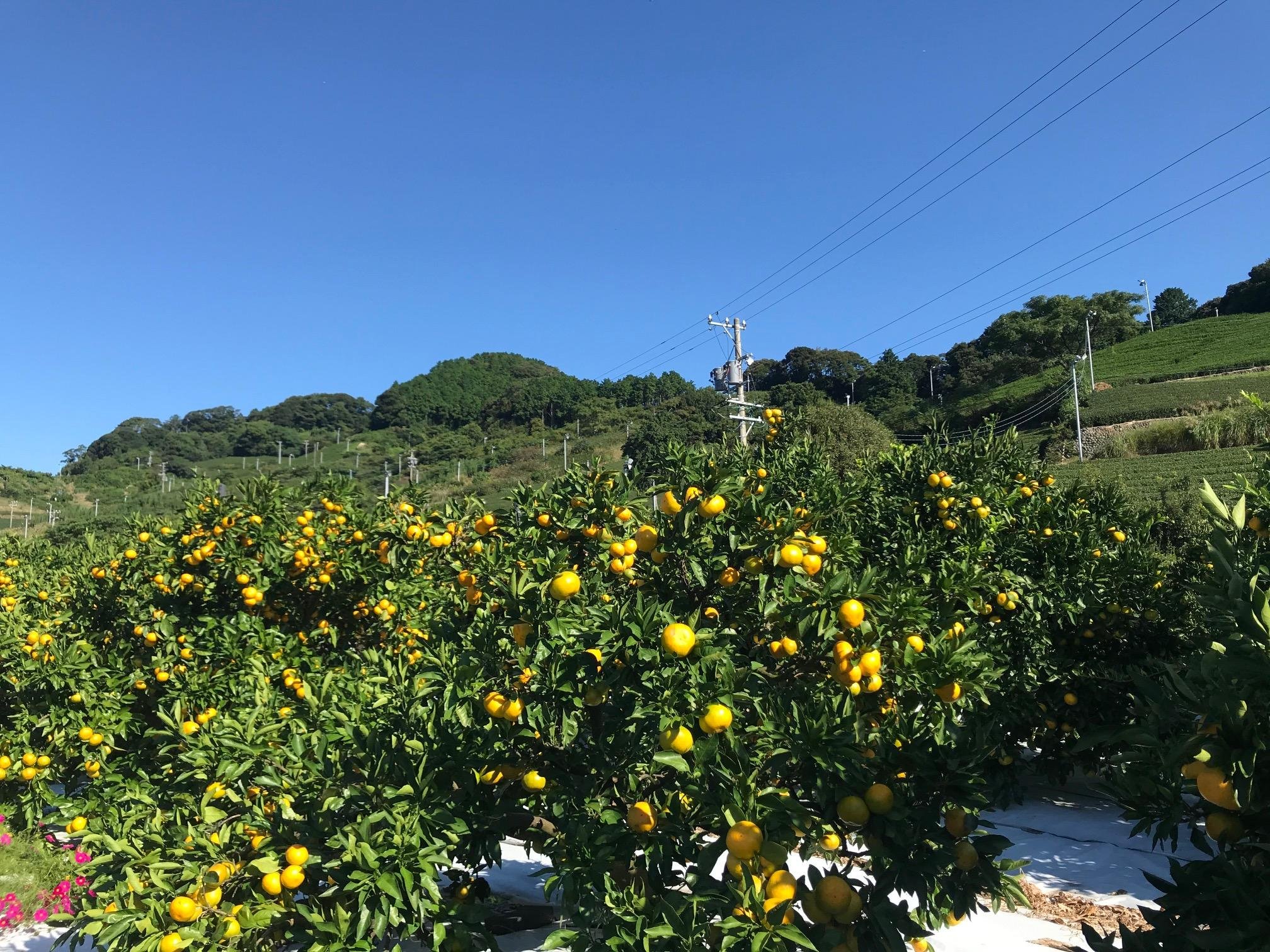 やさいバス/静岡牧之原産 早生みかん 小袋