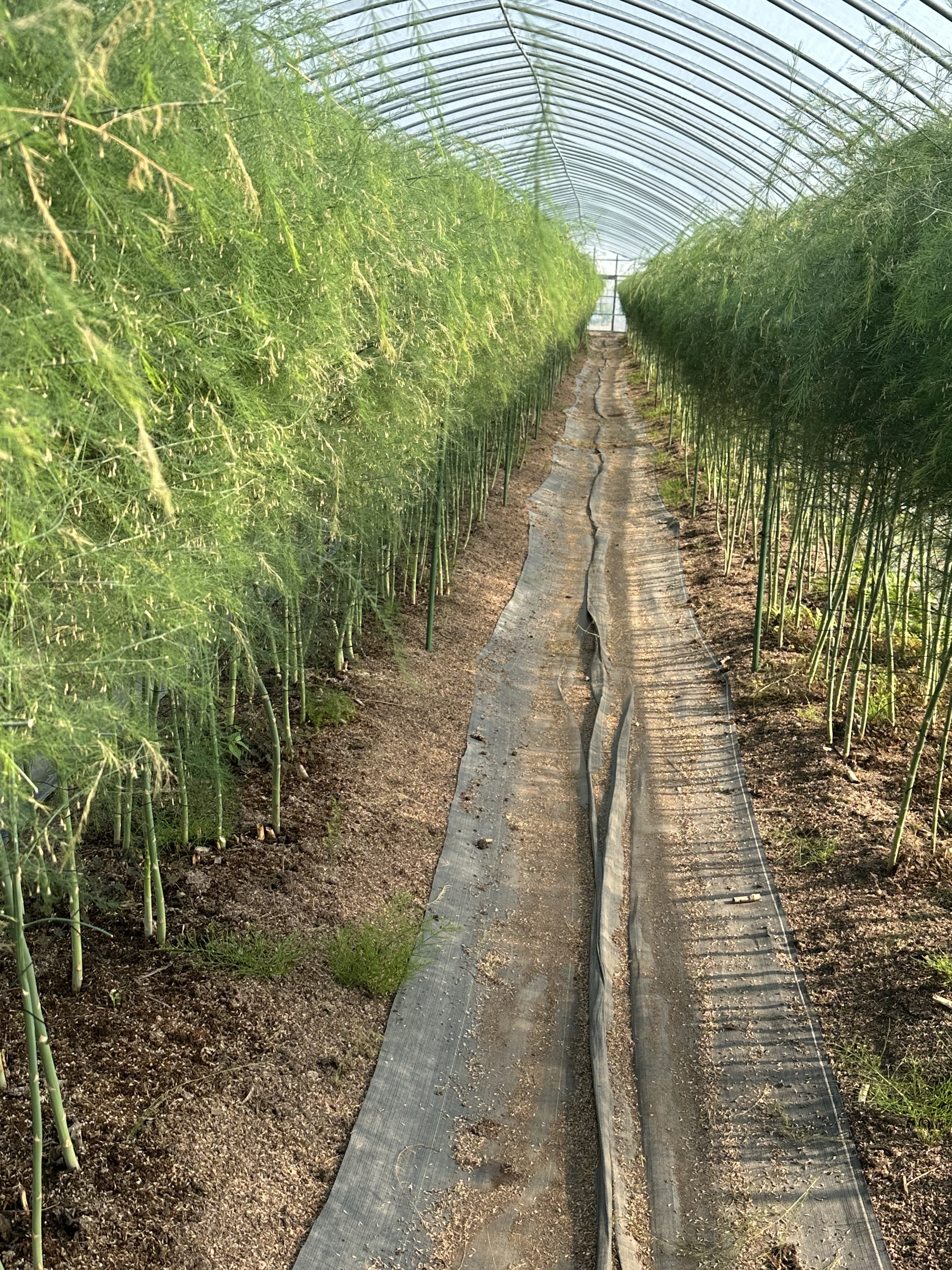 ヤンヤン先生 ご依頼分 超極太 北海道産ホワイトアスパラ 3Lサイズ以上 2kg ヤンヤン先生 ご依頼分 超極太 北海道産ホワイトアスパラ 3L