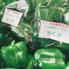 やさいバス/デカピーマン 品種 ちぐさ c