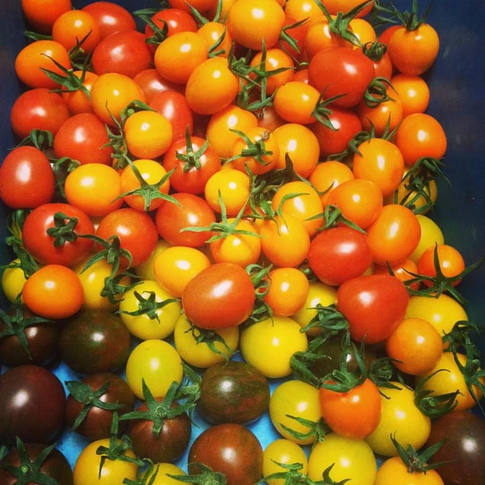 やさいバス/鈴木章弘さんのカラフルトマトミックス（500g）