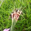 やさいバス/【わかばの里】葉しょうが