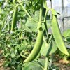 やさいバス/おひさま農園さんのシャキシャキ甘いスナップエンドウ