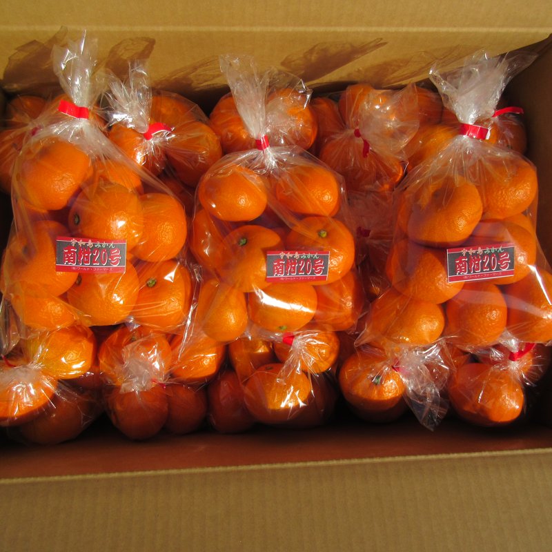 NZSS パール柑 2l 20kg 宮崎県から産地直送 JAみやざき宮崎中央地区本部 たまたま